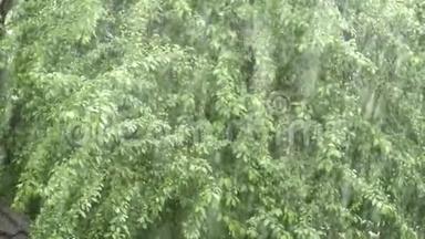 一场大雨打在绿树背景上