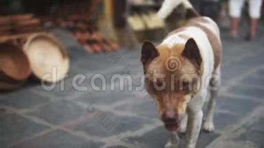 可爱的<strong>无家可归</strong>的狗在亚洲市场附近的街道的镜头一侧。 有着可爱眼睛的<strong>无家可归</strong>宠物