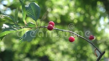 成熟的红樱桃树枝上，美味的浆果，特写。 樱桃园与美丽的夏季樱桃。 水