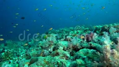 红海珊瑚中的橙色条纹三角鱼、鱼和鱼