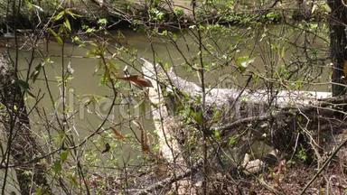 佐治亚州，奥尔德洛佩米尔路公园，死树悬在小河边