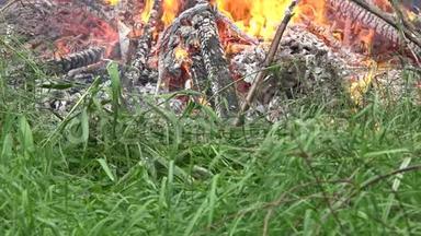 火焰摧毁自然界的动植物. 4K