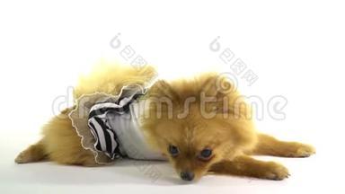 一只小狗躺在水手`衣服里，在地板附近嗅着