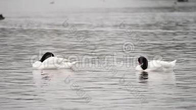 一对黑颈天鹅，清理它们的羽毛，在湖上游泳，微风<strong>吹拂</strong>