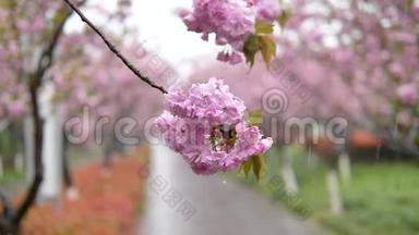 春天的花朵系列：在雨天樱花树枝上的<strong>小团</strong>簇中的粉红色樱花花