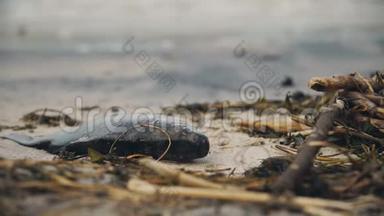 臭死鱼腐烂在污染的海岸，有毒废物危害自然