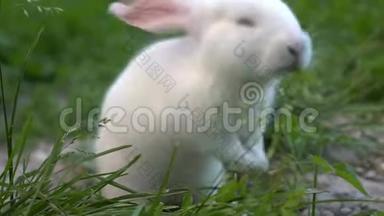 搞笑小白兔吃青草