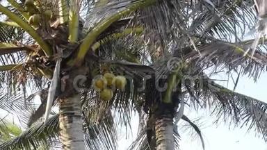 棕榈树上的椰子束在阳光下的底部，在海风的<strong>吹拂</strong>下微微移动。