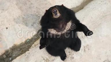 一只滑稽的喜马拉雅山黑熊站在它的后爪子上，看着某人，问食物的高角度肖像。