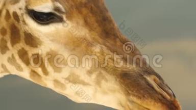 <strong>LIVE</strong> Masai长颈鹿，长颈鹿特写的脸，吃了非洲坦桑尼亚塞伦盖蒂的相思树。 这就是