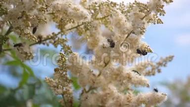蜜蜂在白花上飞来采蜜。慢动作。蜜蜂从花园里的花里采蜜。特写镜头