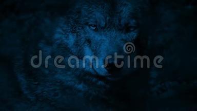 夜晚，狼在森林里咆哮