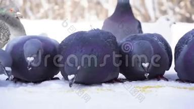 鸽子在雪地里吃谷物。 公园里的鸽子小心翼翼地在雪地里啄食谷物。 在街上吃鸽子
