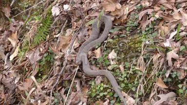 乔治亚州，斯威沃特溪公园，斯威沃特溪附近草地上的一条水蛇
