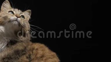 演播室黑色背景下的毛茸茸的红<strong>猫美味</strong>地舔着看到的食物，美丽的西伯利亚纯种<strong>猫</strong>抬头，宠物费
