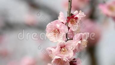 春天的花朵系列：粉红色的梅花在微风中绽放，放大<strong>视频</strong>，近距离<strong>观看</strong>，4K电影，慢动作