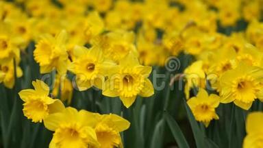 春天的花朵系列：微风中田野中黄色水仙花、山茶花、视频放大、近景、4K