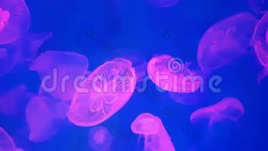 4K. 一组荧光粉水母在水族馆游泳池游泳。 透明水母水下镜头发光美杜莎