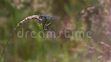 常见的蓝色虫，伊娜拉格玛赛亚蒂格姆，繁殖，复制在一片草叶<strong>上</strong>，苏格兰，<strong>七月</strong>。