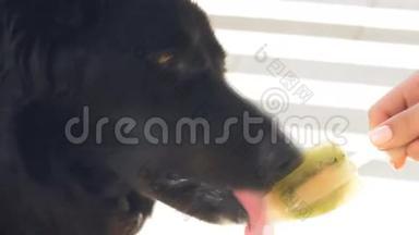 狗吃冰淇淋。