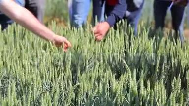 科学家小组正在研究试验区小麦品种的生长情况.. 农业工业和研究