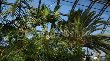 温室窗户背景上的棕榈树和外来植物。 外来的绿色植物和树木在温室中生存