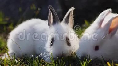 春天，两只小白兔在绿草上