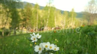 白色的小花长在草地上。 这朵花生长在放牧的马的背景下。 杜鹃花