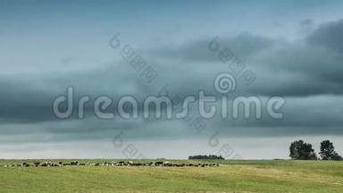风景优美的天空下夏季乡村草甸景观的时间流逝。 傍晚在绿色牧场放牧的牛群