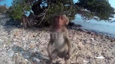 小猴子看着相机<strong>爬树</strong>