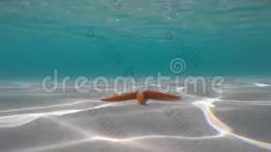 在绿松石水中靠近海岸的橙色海星