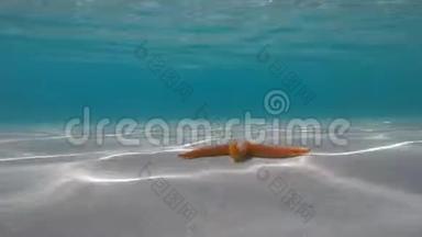 在绿松石水中靠近海岸的橙色海星