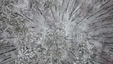 鸟瞰白雪覆盖的冬混林.. 顶部视图