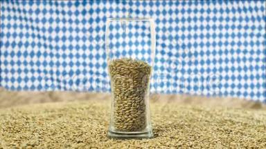 啤酒杯中添加谷物、麦芽和小麦，用于酿造和酒精饮料