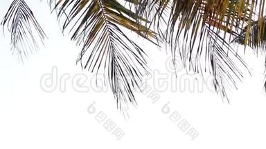 白色背景上被风吹过的棕榈叶。