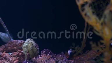 水族馆中珊瑚中的海马。 在干净的水族馆水中，近距离的黄色海马在美丽的珊瑚附近游泳