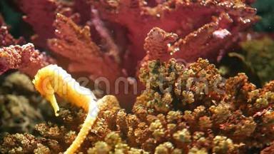 水族馆中珊瑚中的<strong>海马</strong>。 在干净的水族馆水中，近距离的黄色<strong>海马</strong>在美丽的珊瑚附近游泳