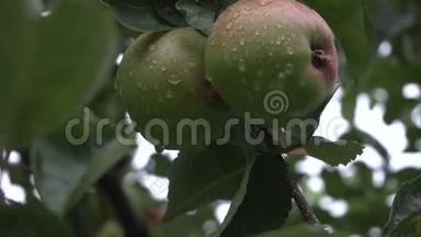 两个美味的绿色苹果，树上<strong>有</strong>雨滴。 <strong>我在</strong>花园里下了大雨。