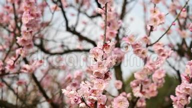 春天的花朵系列：粉红色的李子在微风中绽放，蜜蜂在上面<strong>采蜜</strong>，放大视频，特写，4K电影