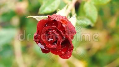 用水滴把美丽的<strong>红玫瑰</strong>贴在绿色的树枝上。 <strong>红玫瑰</strong>，花园上有花蕾。 彩色<strong>红玫瑰</strong>的艺术形象