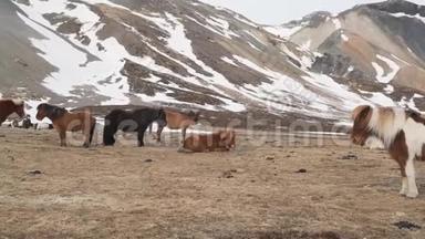 冰岛马在冬季特写.