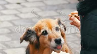 街上饥饿的狗向一个女孩要一块香肠食物。 狗<strong>舔</strong>了<strong>舔</strong>女孩的鼻子和手指