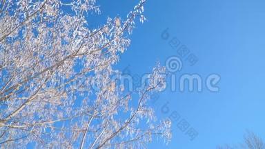 阳光明媚的冬日，树枝在明亮的蓝天上覆盖着雪。