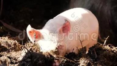 一只小猪在干草和稻草上在养猪场。 猪场的快乐猪。 家猪。 农场里的猪