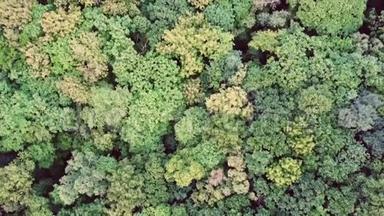 绿色夏日森林空中无人机观景.. 地球日，环境保护..