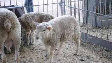羊羊站在一个摊子里。 畜牧业，