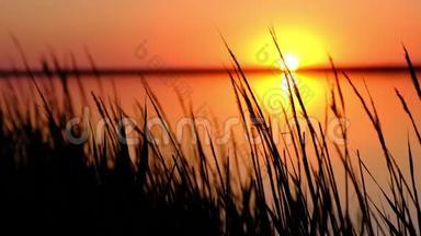 太阳的景色，阳光照射在草地后面的海湾里，被风吹动