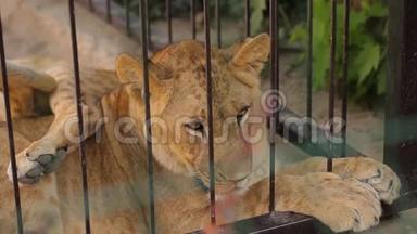 动物园里的一只母狮，一只母狮在炎热的<strong>天气</strong>里躺在阴<strong>凉</strong>处