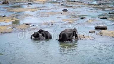 大象妈妈带着<strong>两头</strong>小象在阳光明媚的日子里在河里洗澡，长鼻子溅起水花