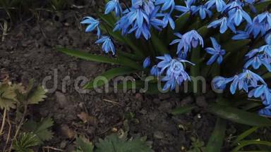 花园里的蓝色花朵被风吹动